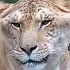 Liger Astacus