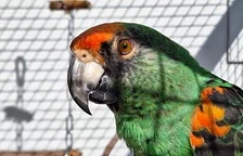 KAU