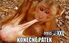 aidhamcz