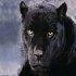 PANTHER-CZ
