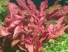Amano Takashi