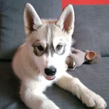 jarousssss