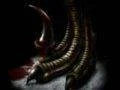 Capcom neplánuje nové díly sérií Onimusha a Dino Crisis