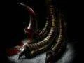 Capcom má připravovat nový díl série Dino Crisis