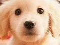 Nintendogs + Cats