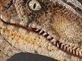 Velociraptor v traileru na Jurassic Park: The Game