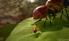 Oznámena hra Empire of the Ants podle sci-fi knížky Bernarda Werbera