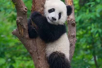 panda