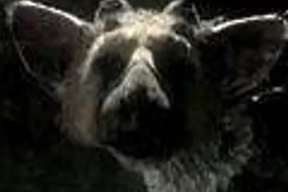 Sony: Last Guardian na TGS nebude, nepanikařte