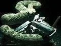 Square Enix oznamuje Hitman Absolution + teaser