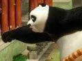 Oznámena hra Kung Fu Panda: Showdown of Legendary Legends