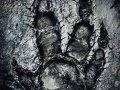 Informace o ambiciózní akční hře Evolve