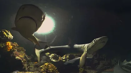 Prozkoumejte s PSVR oceán s Cocos: Shark Island a First Life