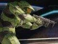 Halo: The Master Chief Collection je GOLD