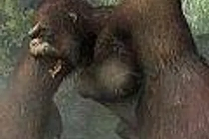 King Kong: Official Game of the Movie 