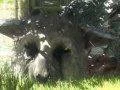 The Last Guardian ani na TGS nebude