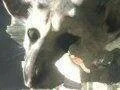 The Last Guardian je stále ve vývoji, ale není prioritou
