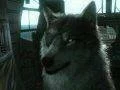 V Metal Gear Solid V: The Phantom Pain bude vlčí kamarád