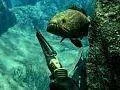 Oznámen Spearfishing