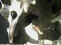 Sony: The Last Guardian není zrušen