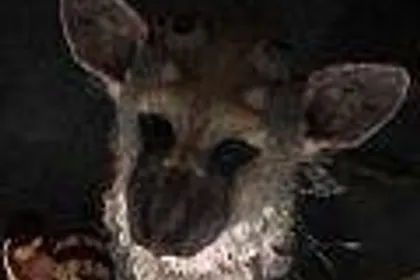 Spekulace: Fumito Ueda odešel ze Sony