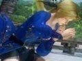 Dead or Alive 5 Plus dostane demoverzi + nový trailer