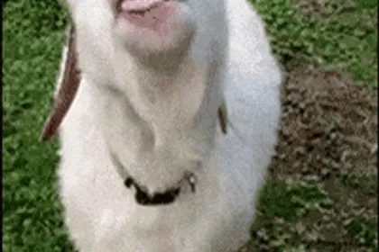 strejda 🙋‍♂️