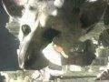 The Last Guardian zřejmě definitivně hrou pro Playstation 4, bude odhalen tento týden?