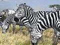 Afrika: dynamické pozadí