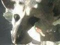SCE Japan: The Last Guardian je stále ve vývoji, tvůrce Gravity Rush pracuje na nové hře