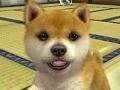Demoverze na nintendogs + cats ve čtvrtek