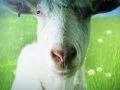 Goat Simulator vyjde na Xbox One a Xbox 360 koncem dubna