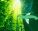 9 minut dlouhé gameplay video na hru ABZÛ