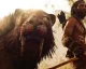 Deníček na Far Cry Primal o postavách a jazyku