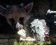 Sony: The Last Guardian je stále ve vývoji, těší nás zájem hráčů
