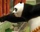Oznámena hra Kung Fu Panda: Showdown of Legendary Legends