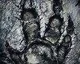 Informace o ambiciózní akční hře Evolve