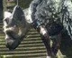 Sony opustila ochrannou známku na The Last Guardian