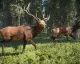 Hra theHunter: Call of the Wild vyjde během roku pro PS4 a Xbox One