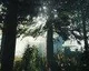 Oznámena hra The Forest pro PlayStation 4