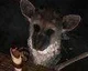 The Last Guardian je zřejmě ve vývoji pro PS4