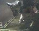 Yoshida: The Last Guardian byl oznámen příliš brzy