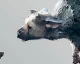 Dva deníčky na The Last Guardian