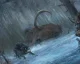 Far Cry Primal dostane Survivor režim