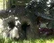 Sony Japan Studio vyráží na PlayStation Experience, objeví se The Last Guardian?