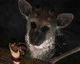 The Last Guardian je stále ve vývoji, tvrdí Ueda