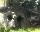 The Last Guardian ani na TGS nebude