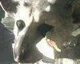 The Last Guardian je stále ve vývoji, ale není prioritou