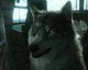 V Metal Gear Solid V: The Phantom Pain bude vlčí kamarád