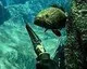 Oznámen Spearfishing